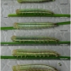 tr phryne larva4 volg